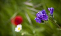_MG_4679.jpg