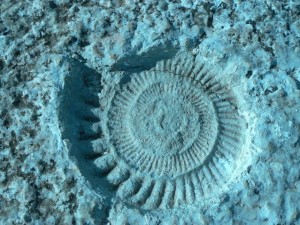 Ammonites